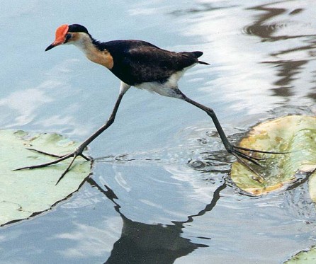 Comb-crested jacana, sometimes referred to as Jesus birds